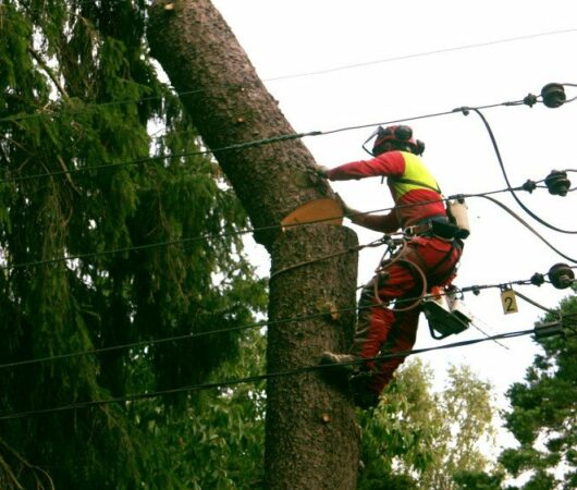 Arborist stockholm jobbar i trädet